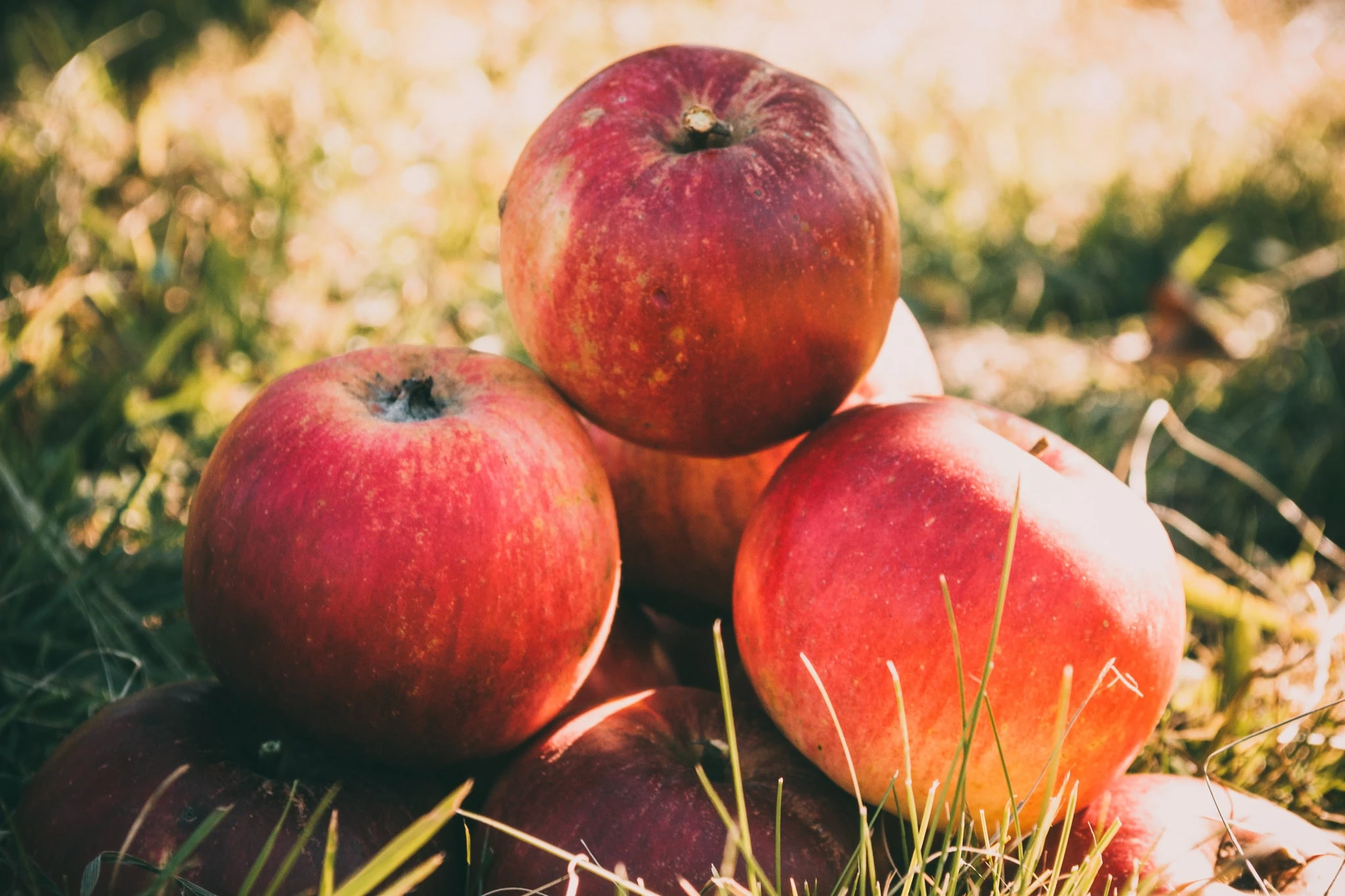 Organic vs. Inorganic: Nutrients to Include in Your Diet丨Samuraw Nutrition